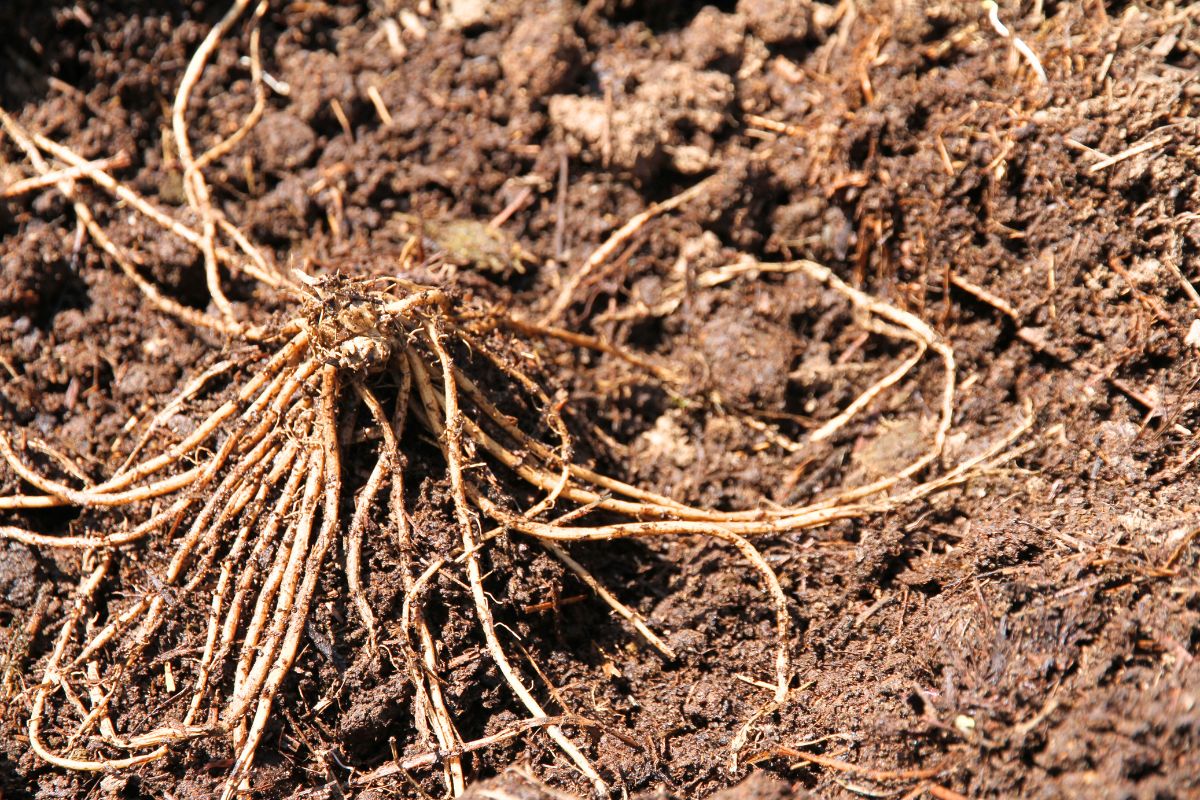 An asparagus crown, spread out in spider-like fashion on a mound of earth.