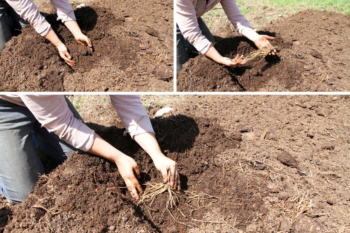 Three images showing how to dig a hole for asparagus, make a hill in the hole and spread roots in all directions.