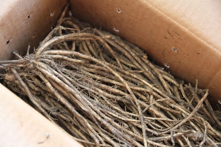 How to Grow Asparagus in a Raised Garden Bed • a traditional life