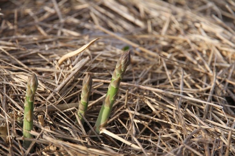 tender young asparagus growing in a raised garden bed