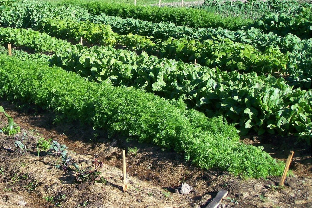 Wide rows of carrots, beets and beans in a garden mulched with lawn clippings.