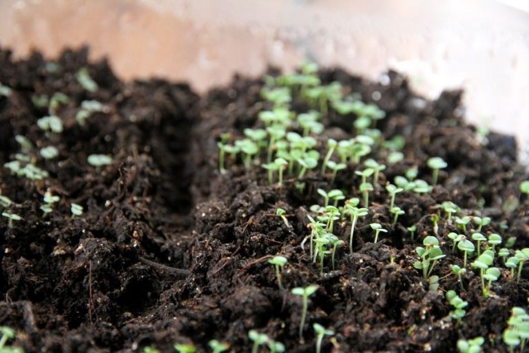 tiny green herbs started from seed