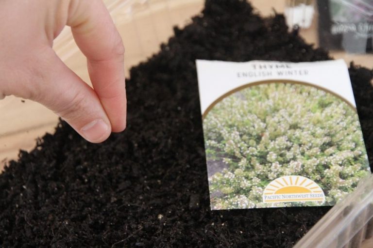 a container of potting soil being sowed with seed