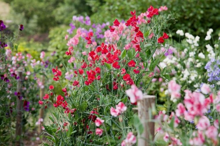 sweet peas are one of the cut flowers you can easily start from seed!
