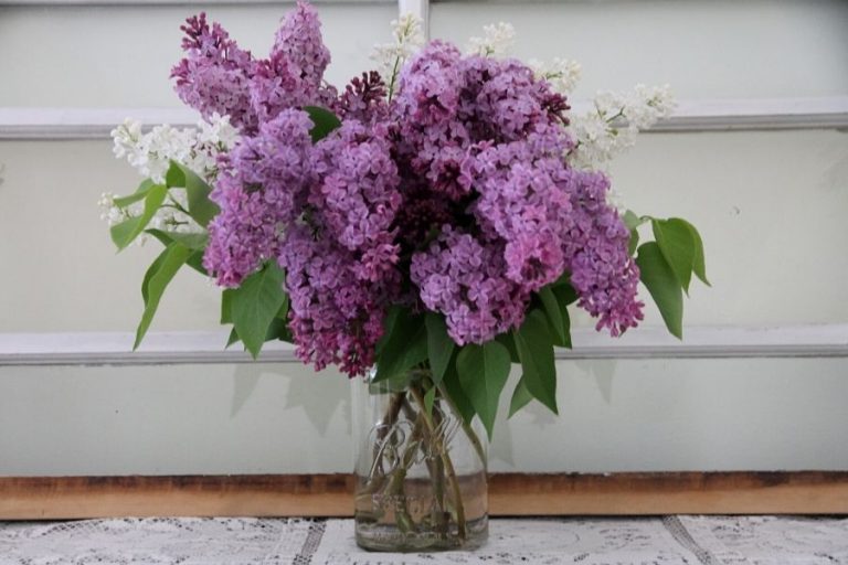 a mason jar filled with lavendar and white lilacs
