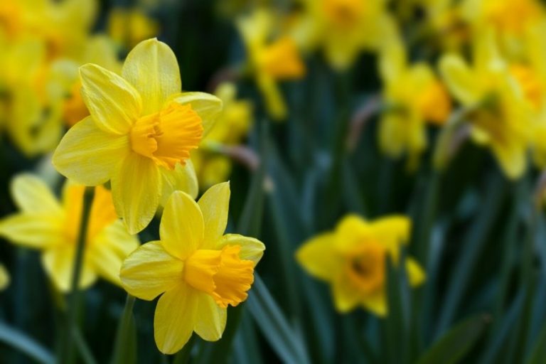 8 Flower Bulbs You Can Grow In Your Cutting Garden • a traditional life