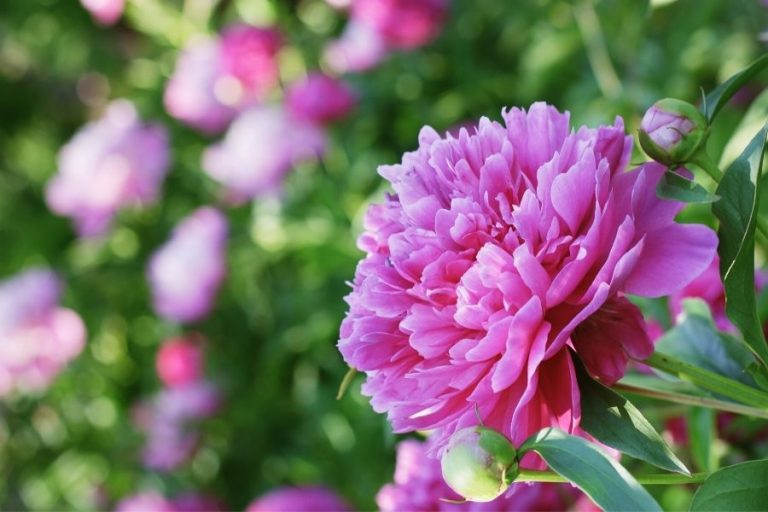 A soft pink peony in full bloom made a beautiful addition to the cutting garden!