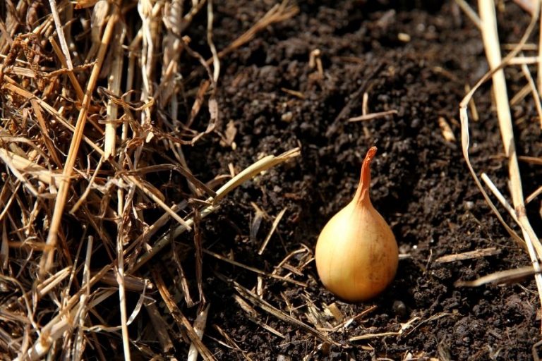 An onion bulb in the bare soil, ready to be covered.