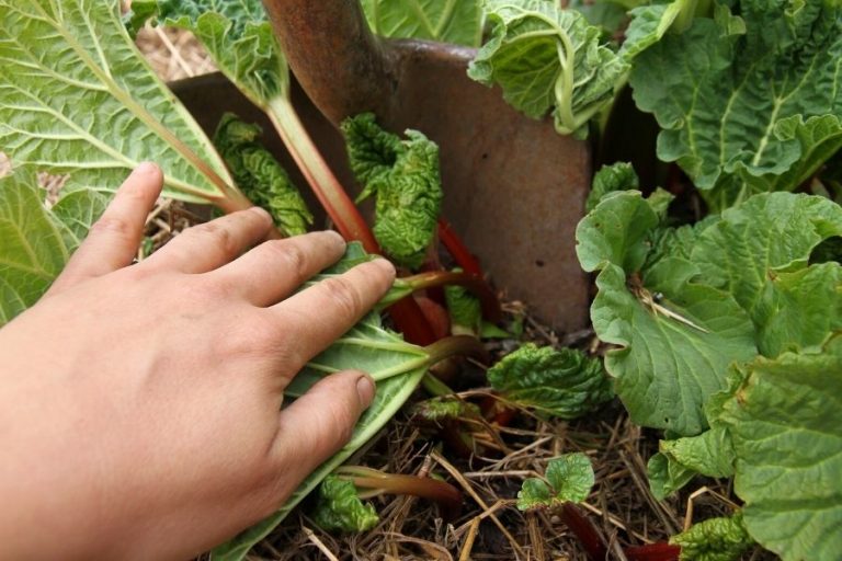 digging into a rhubarb plant with a shovel