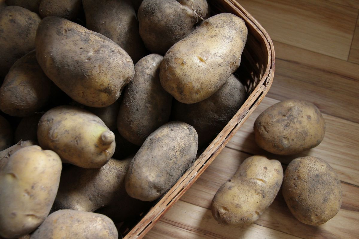 A basket filled with seed potatoes for spring planting.