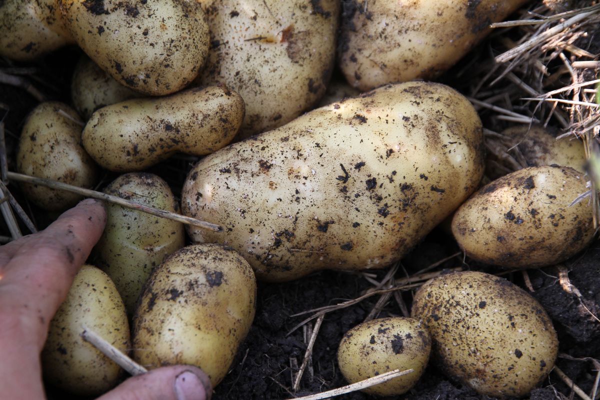 A pile of German Butterball potatoes from a mid-summer harvest.