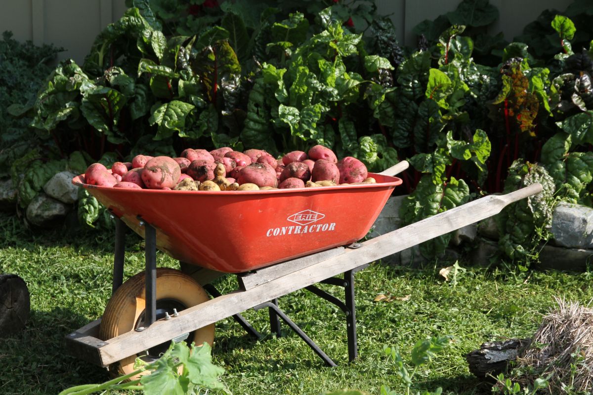 A orange wheel barrow filled with Red Chieftan and Yukon Gold potatoes.