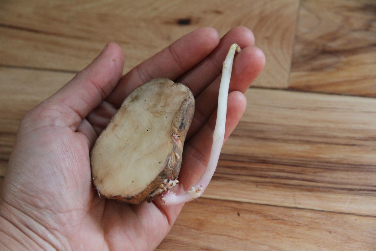 A potato that has been cut to size, with a whitish pink sprout growing out the side.