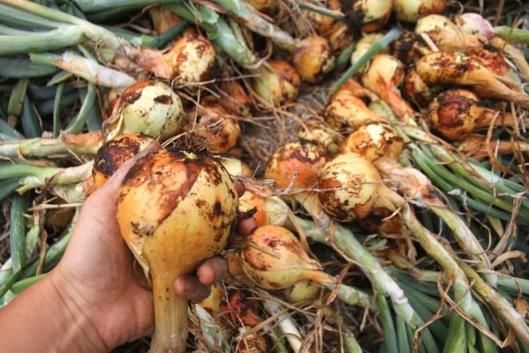 A pile of freshly harvested sweet onions, ready to be used in the summer kitchen!
