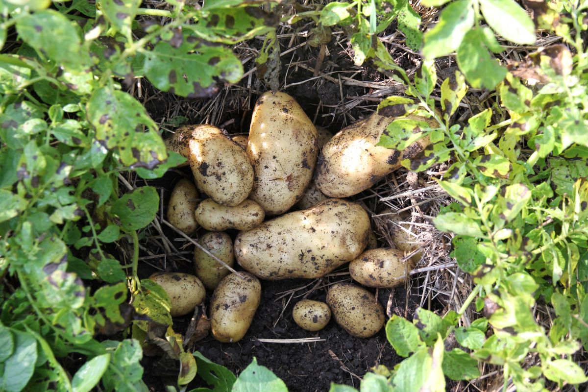 A pile of freshly dug summer potatoes laying on the ground between potato plants.
