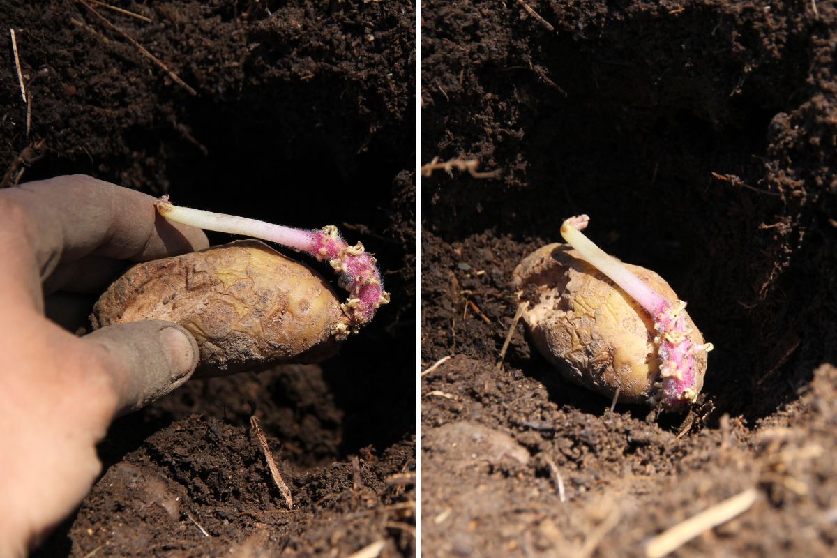 Two images showing a potato being tossed into a hole, and a potato sitting in a hole, waiting for dirt to cover.