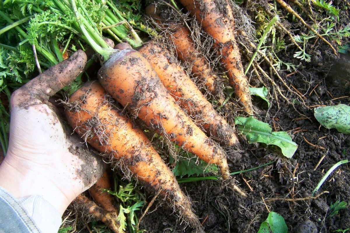 A pile of freshly dug winter carrots that need to be cleaned at the house.