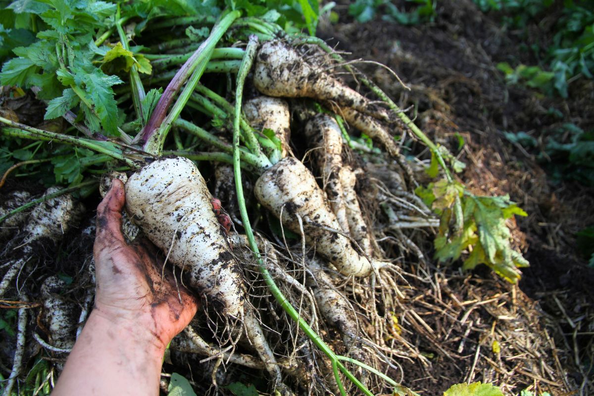 A pile of freshly dug, white hollow crown parsnips.