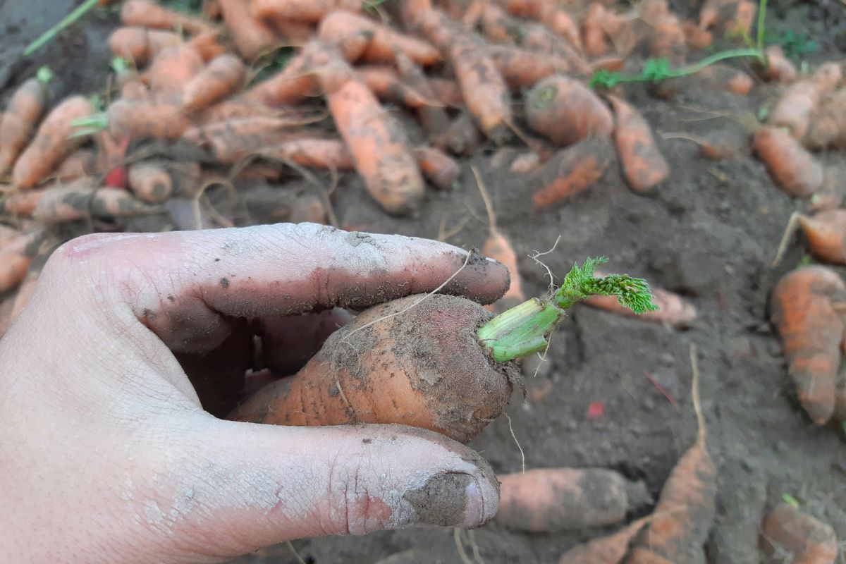 An orange carrots with the green top trimmed within an inch of the root.