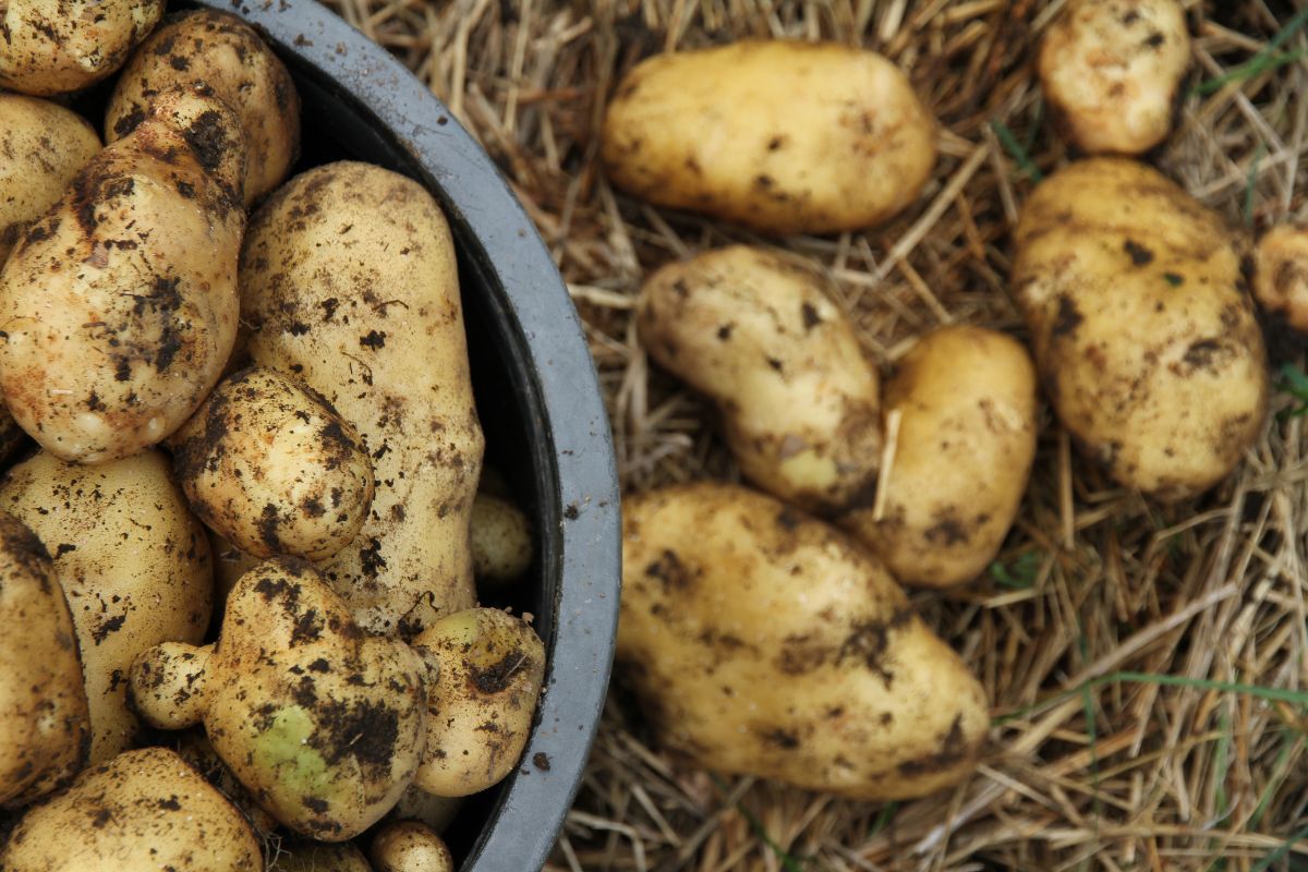 A bucket of freshly dug, Sieglinde potatoes for winter storage.