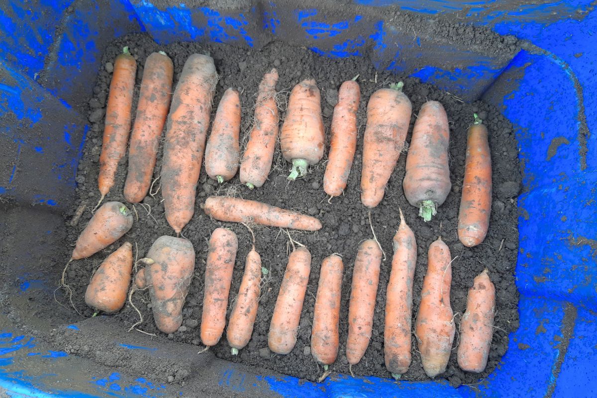 A single layer of carrots on dirt in a plastic tote.