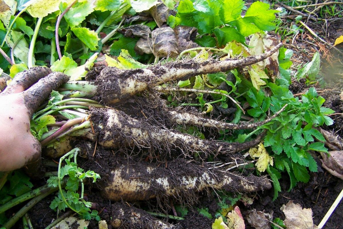 Freshly dug parsnip roots for cold room storage.