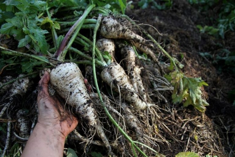Learn how to store root vegetables over winter without a root cellar