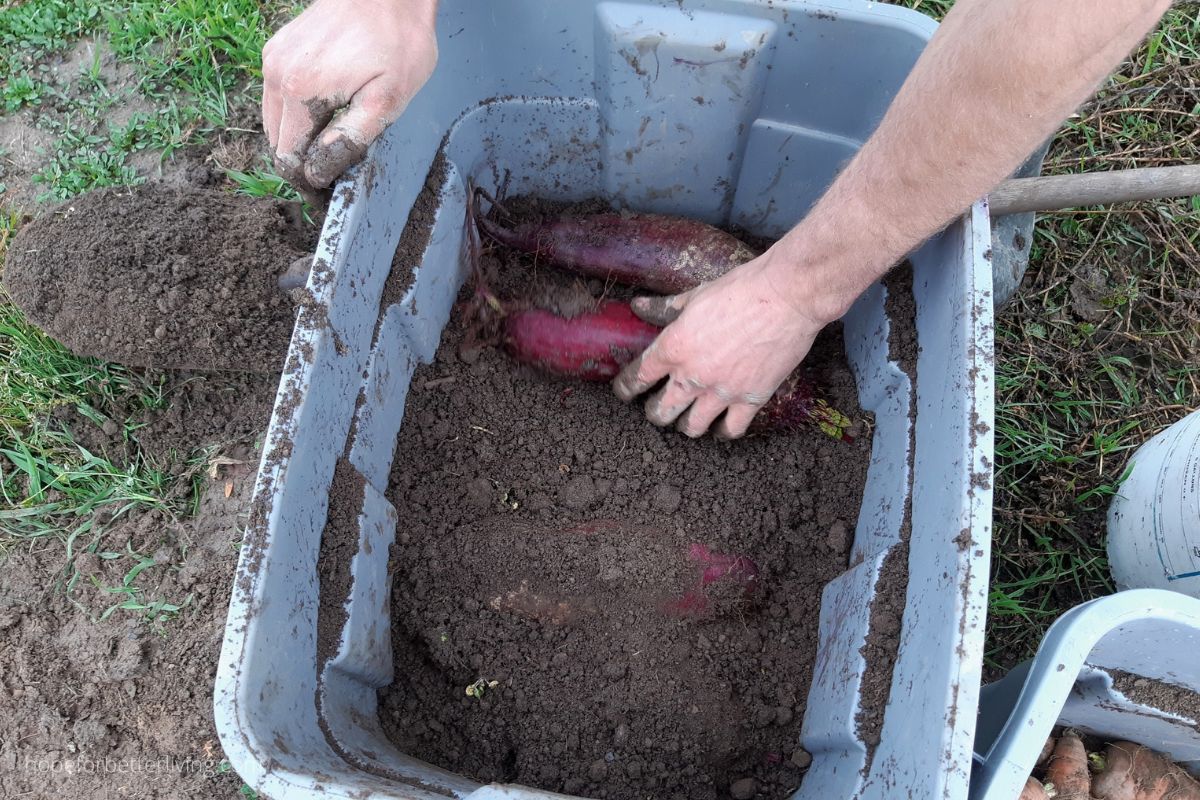 Putting down a single layer of beets in soil lining a rubbermaid bin.