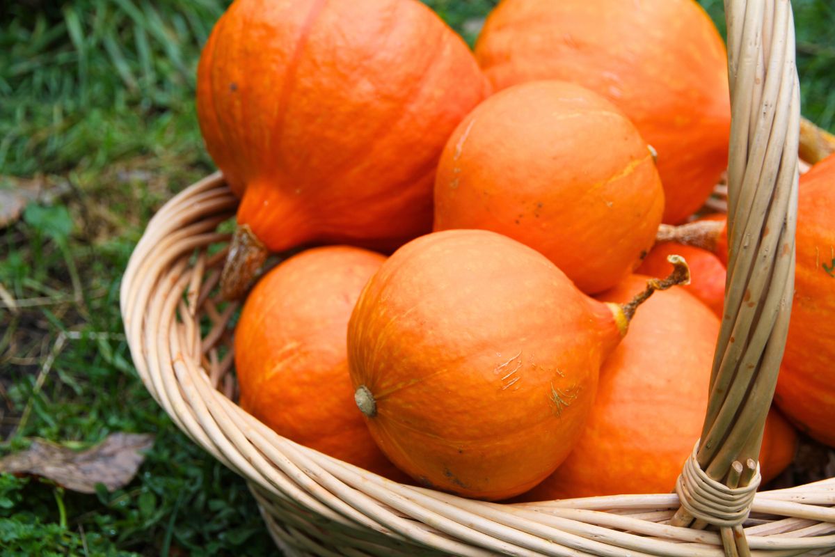 8-10 orange kabocha squash piled in a basket.