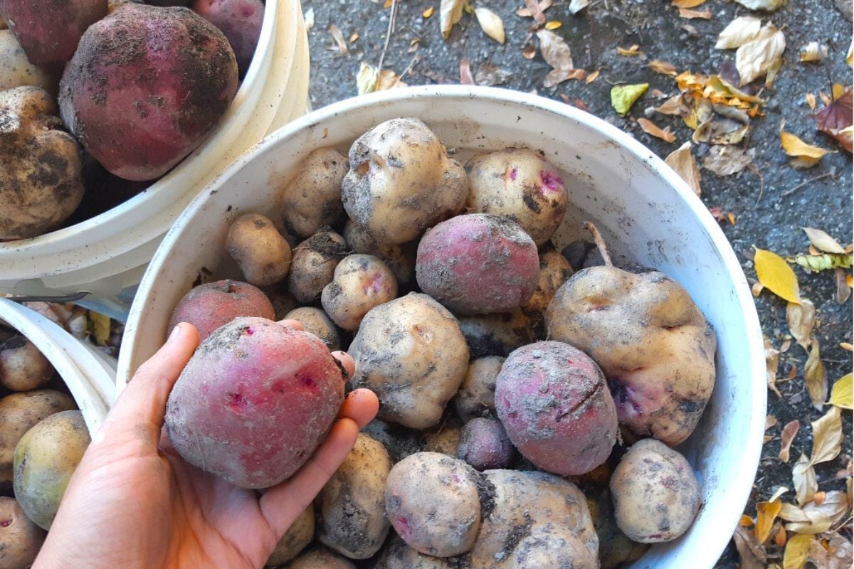 Hauling dirty potatoes to the kitchen in a pail.