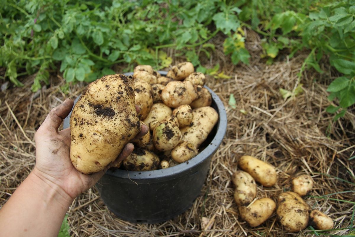 A large pail filled with freshly harvested Sieglinde storage potatoes.
