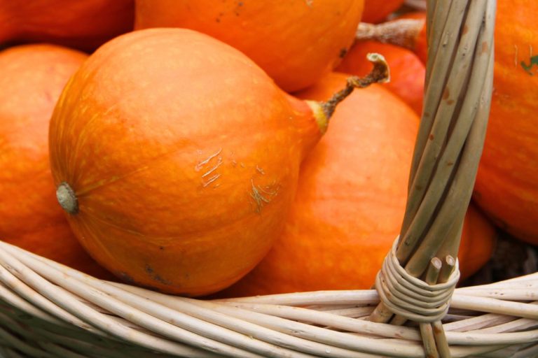 A basket of Red Kuri winter squash ready to be cured and stored.