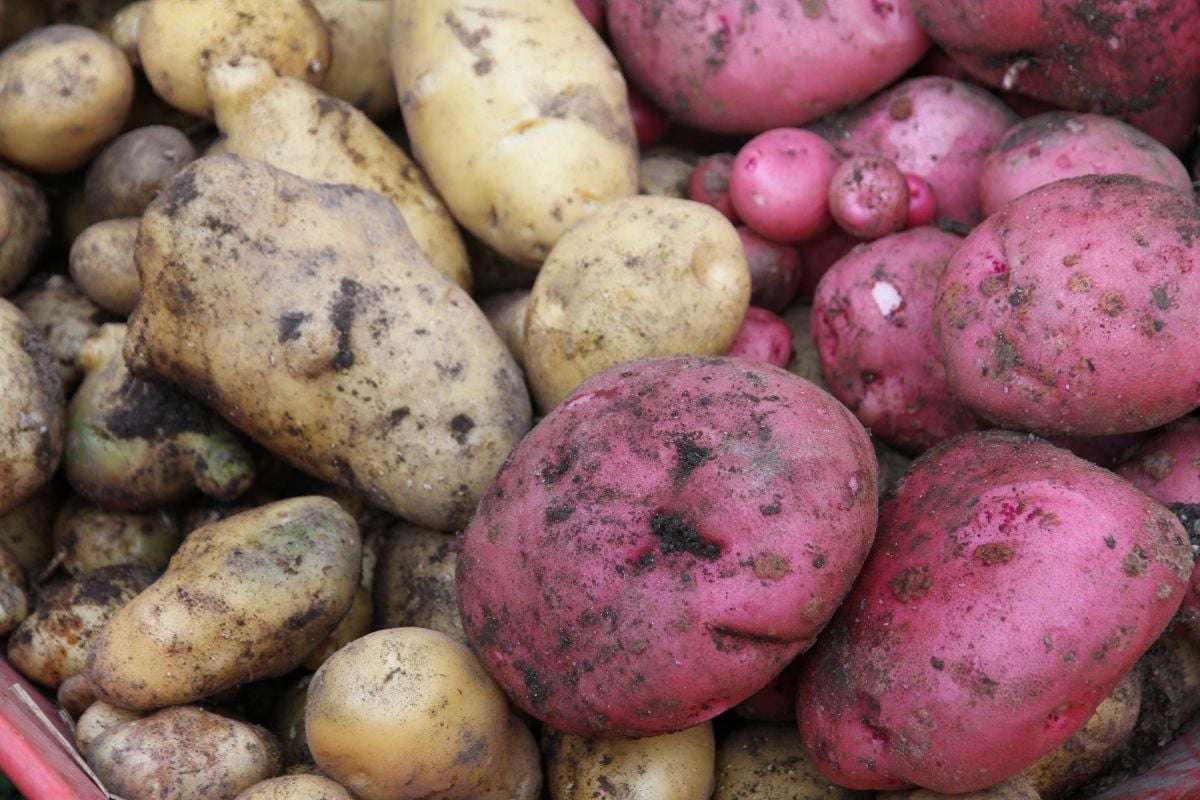 A pile of German Butterball and Red Pontiac potatoes that need to be cure for storage.