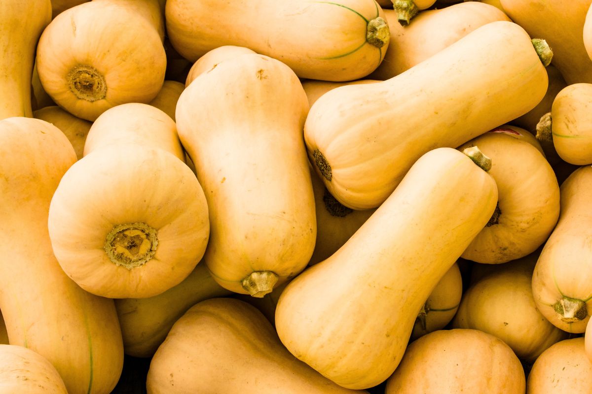 A pile of butternut squashes ready to be cured indoors.