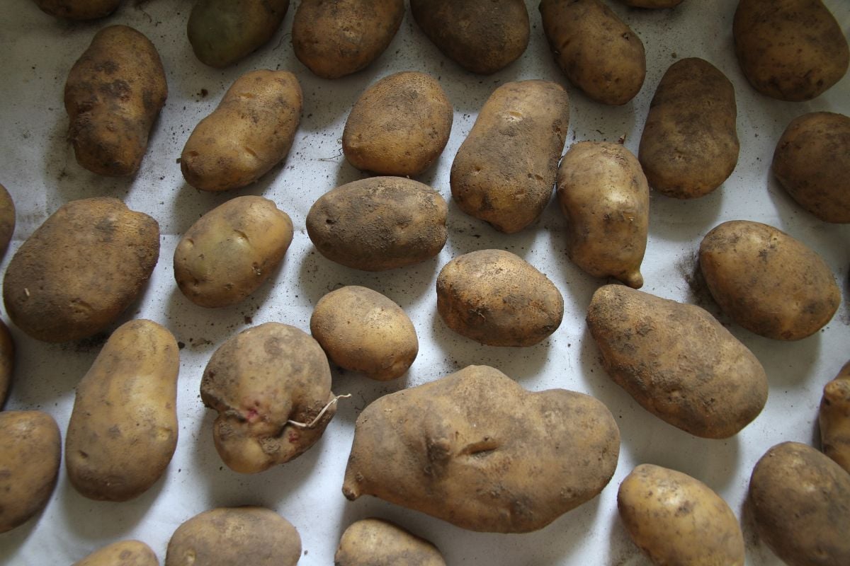 Brown potatoes spread out in a single layer to dry or cure, before putting into storage.