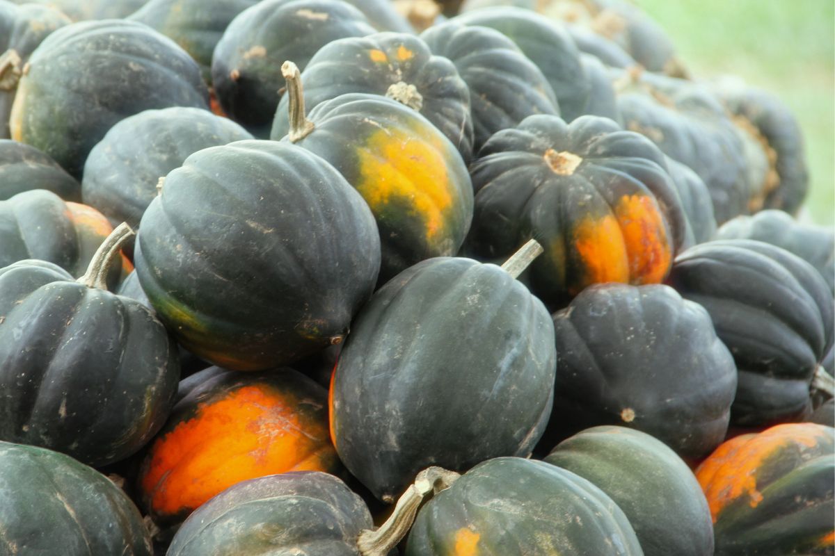 A pile of acorn squash ready to be cured for winter storage.