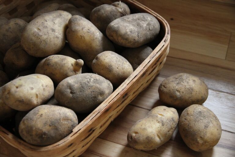 A basket of dirty potatoes, ready to be cured and stored for winter