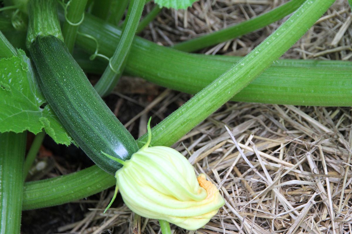 A tender green zucchini growing on the bush with a large flower blossom still attached to the end of the marrow.