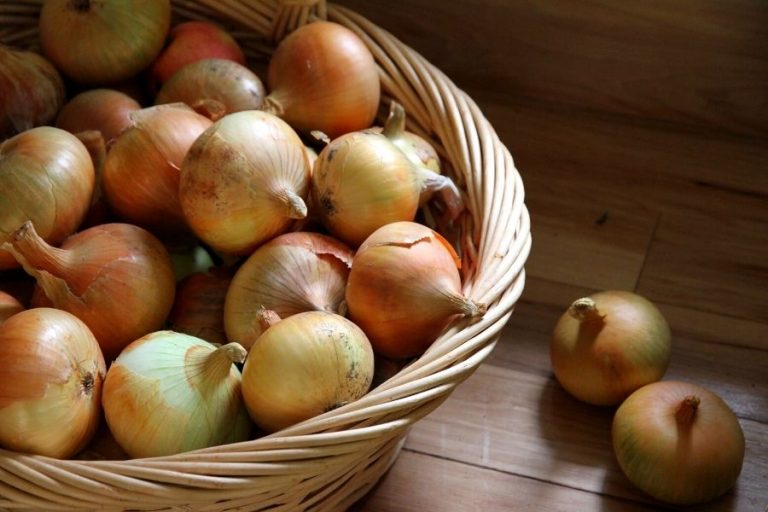 A basket of onions that have been harvested, cured and are ready for winter storage