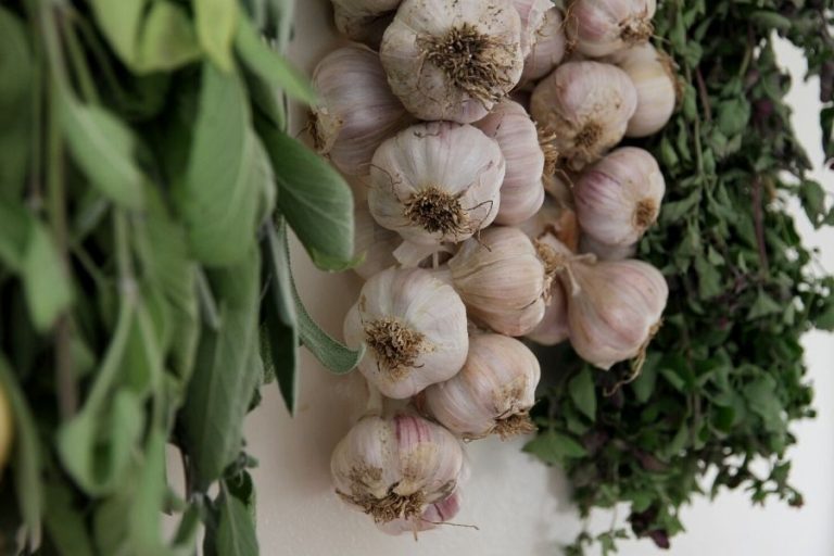 A string of garlic hanging from a black cast iron hook among bundles of green herbs