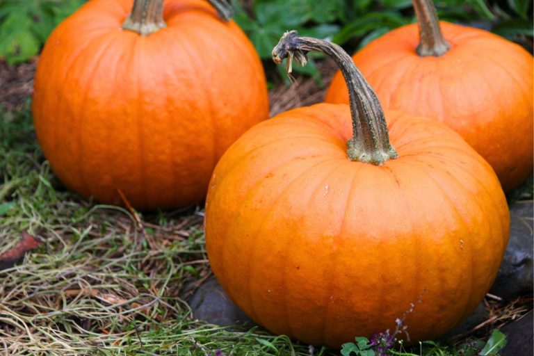 Three sugar pumpkins harvested with the stem on.