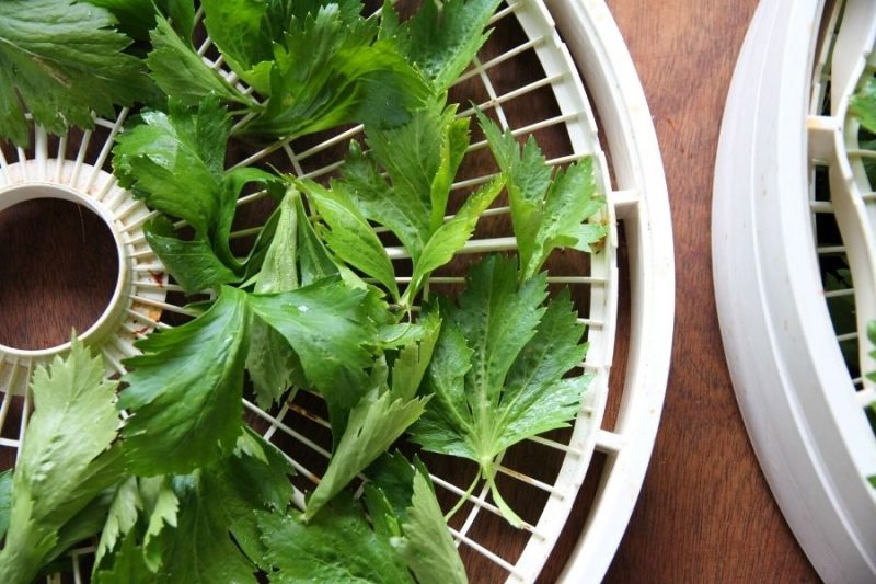 Dehydrate and Make Celery Leaf Powder • a traditional life