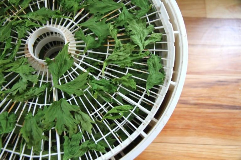 Dehydrate and Make Celery Leaf Powder • a traditional life