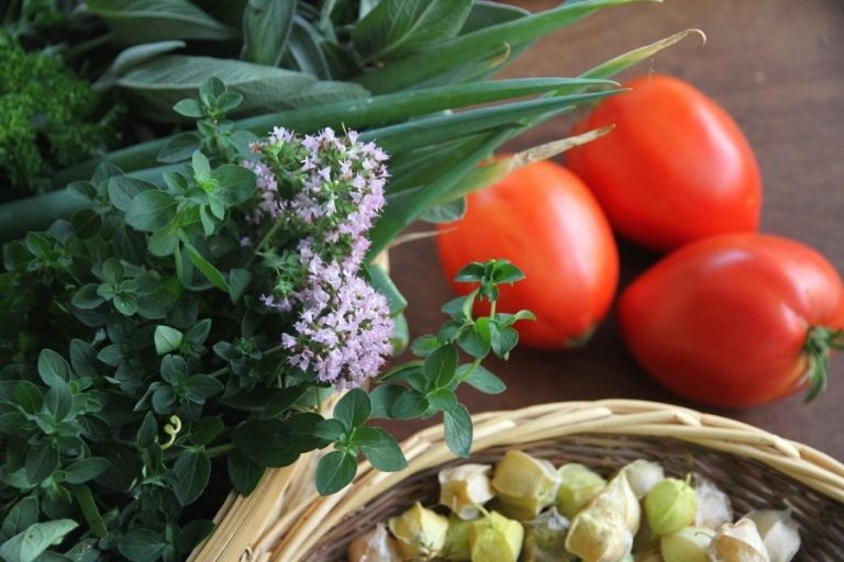 A basket of ground cherries, red tomatoes and bundles of fresh herbs