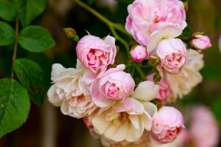 12 Old Fashioned Flowers from Anne of Green Gables