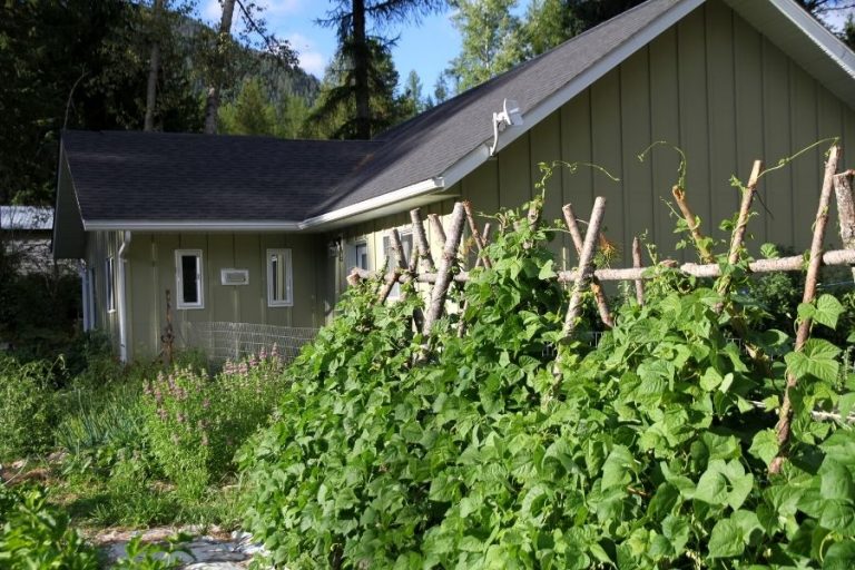 a small green cottage surrounded by a green garden