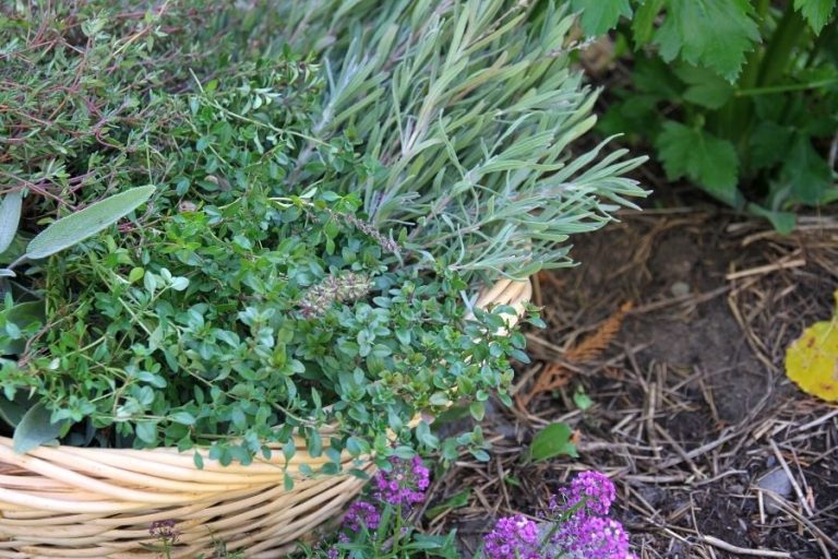 a basket of fresh cut thyme, sage and lavender sitting in the garden beside pink alyssum