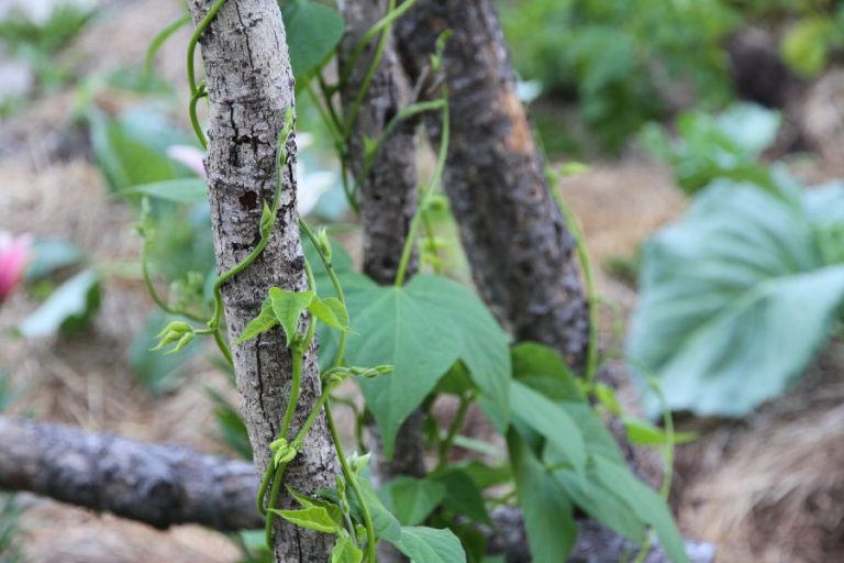 Delicate pole bean vines curling around their rough wood trellis