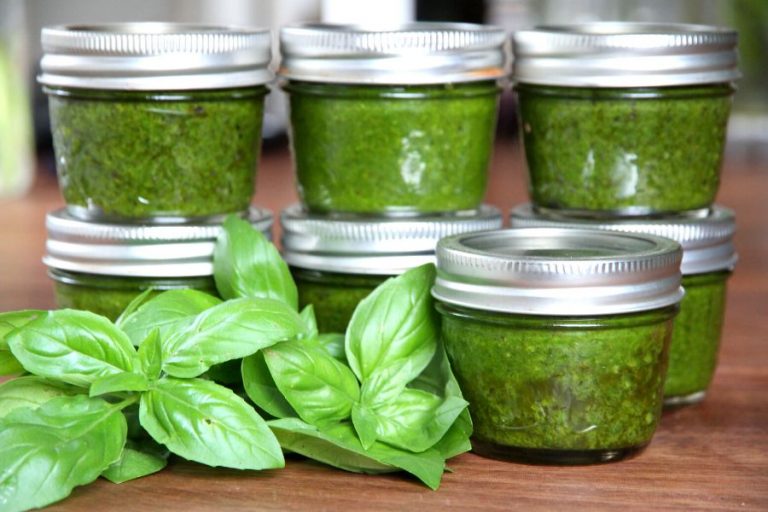 seven 4 oz (125 ml) jars of finished basil sauce with sprigs of fresh basil on the side