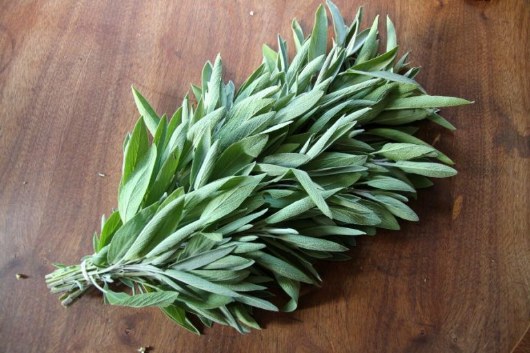 a bundle of sage ready to dry the easy way